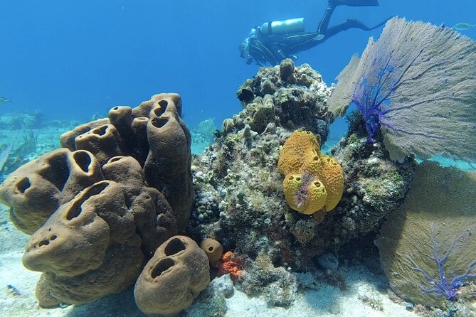 Fun Dive Machine in Playa del Carmen or Cozumel-For Certificates - Key highlights I’d circle on your plan