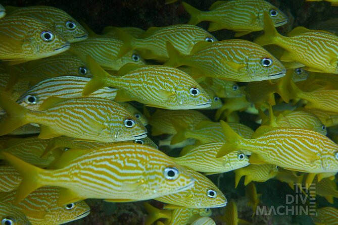 Fun Dive Machine in Playa del Carmen or Cozumel-For Certificates - Full gear and two tanks: where the value really sits