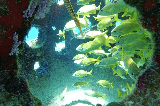 Fun Dive Machine in Playa del Carmen or Cozumel-For Certificates - Boat travel from Playa del Carmen, and the no-ferry advantage