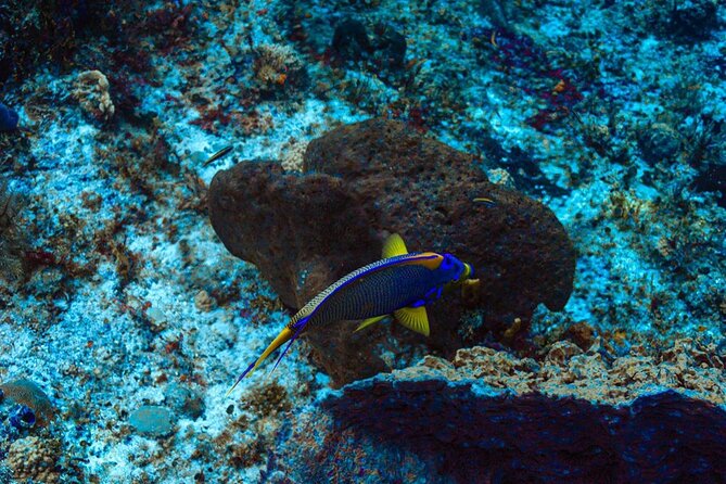 Fun Dive Machine in Playa del Carmen or Cozumel-For Certificates - What you’ll likely see (and how to maximize it)