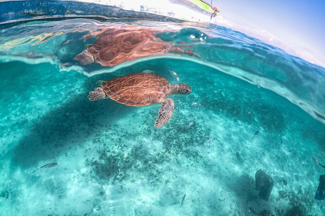 Half Day Akumal Beach Swim and Snorkel with Turtles Experience - Group size and the turtle-encounter vibe at Akumal