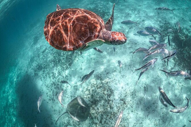 Half Day Akumal Beach Swim and Snorkel with Turtles Experience - Practical tips for a smoother swim (and better photos)