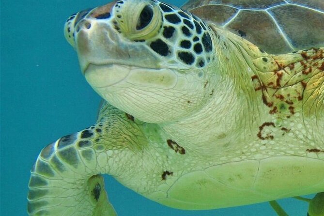 Half Day Akumal Beach Swim and Snorkel with Turtles Experience - The beach break: snacks, drinks, and your 2 hours at Akumal