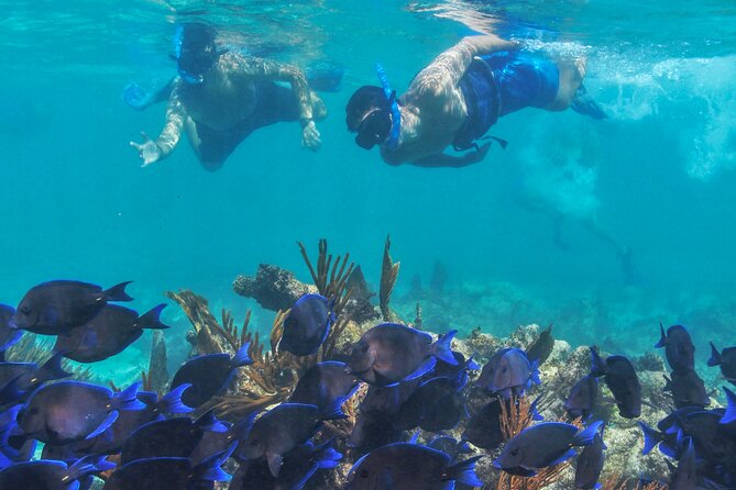 Half-Day Luxury Sailing Experience in Tulum with Open Bar - Open bar and gourmet lunch: how the half-day actually feels