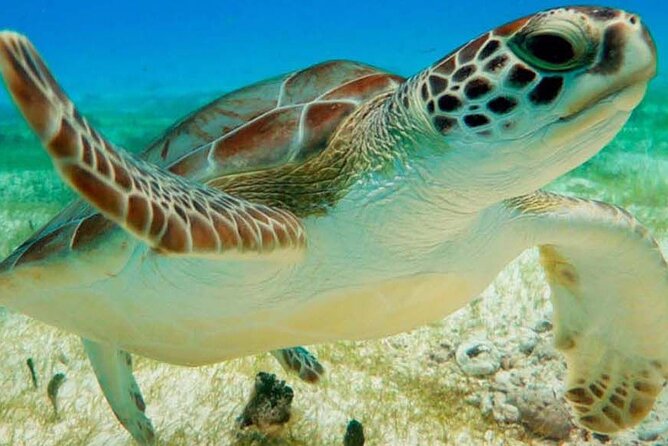 Half Day Private Snorkeling with Turtles and Majestic Cenotes - Quick highlights worth knowing