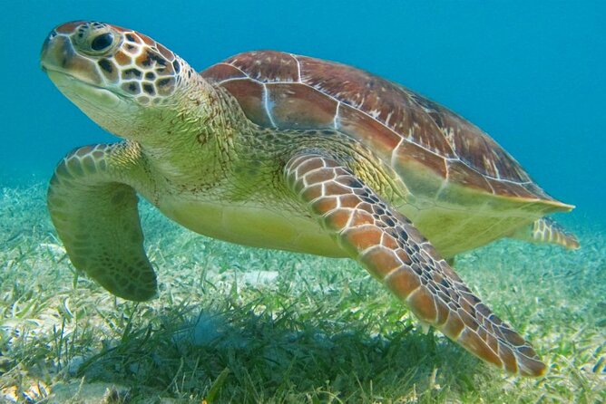 Half Day Private Snorkeling with Turtles and Majestic Cenotes - Why Akumal turtles and cenotes make a great half-day combo