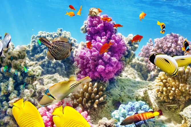 Half-Day Puerto Morelos Snorkeling Experience with Lunch - Puerto Morelos Reef, Without the Big Travel Day