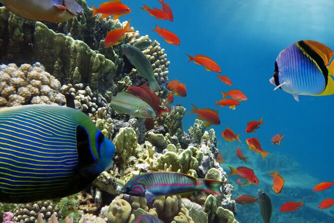 Half-Day Puerto Morelos Snorkeling Experience with Lunch - Free Time in Puerto Morelos: How to Use It in 35 Minutes