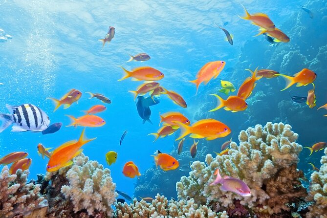 Half-Day Puerto Morelos Snorkeling Experience with Lunch - Price and Extra Fees: What You Actually Pay