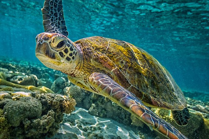 Half-Day Puerto Morelos Snorkeling Experience with Lunch - Lunch on the Beach, Plus Tequila Tasting If You Want It