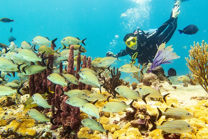 Half-Day Scuba Diving in Playa del Carmen for Small-Group - Safety briefing and how the instructors keep it controlled