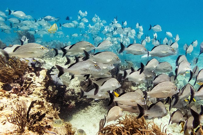 Half-Day Scuba Diving in Playa del Carmen for Small-Group - What you’ll likely see, fish, corals, eels, turtles, maybe a shark