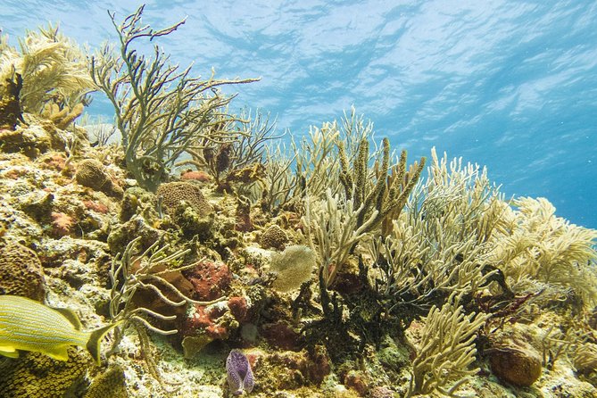 Half-Day Scuba Diving in Playa del Carmen for Small-Group - Price and value, what’s included and what can add up