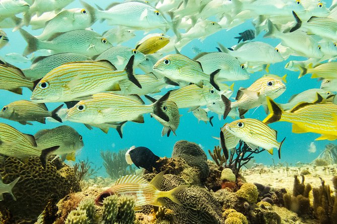 Half-Day Scuba Diving in Playa del Carmen for Small-Group - Setup at the center, gear you don’t have to haul