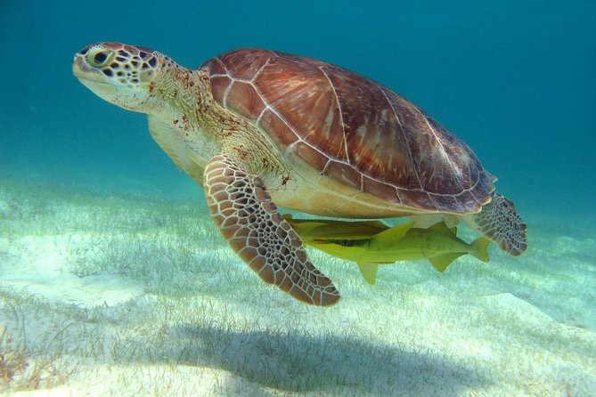 Half-Day Sea Turtle and Cenote Snorkeling Tour from Cancun & Riviera Maya - Parque de Cenotes Yax-Muul: what cenote swimming is actually like