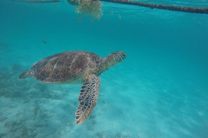 Half Day Tour: Turtles Encounter in Akumal Beach - The beach break: using your two hours well
