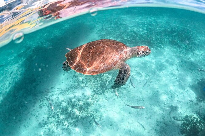 Half Day Tour: Turtles Encounter in Akumal Beach - Price and value: what you get for $101.74 plus tax