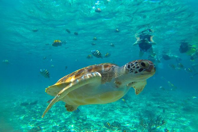 Half-Day Underwater World Tour - Why the cenote plus reef combo works in about 3 hours
