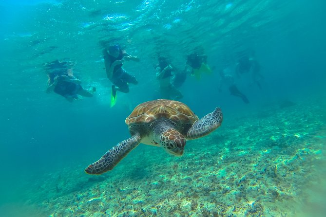 Half-Day Underwater World Tour - Possible snags to know before you commit