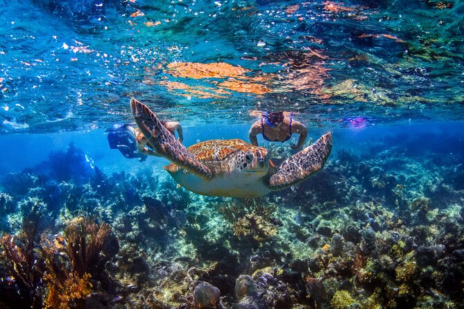 Hidden Cenote Swim: Snorkeling, Sea Turtles and Beachside Lunch - Why This Cenote + Turtle Snorkel Combo Works So Well