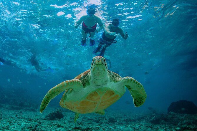 Hidden Cenote Swim: Snorkeling, Sea Turtles and Beachside Lunch - Price and What You Really Get for $169