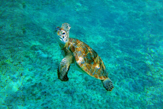 Hidden Cenote Swim: Snorkeling, Sea Turtles and Beachside Lunch - Cenote Rules That Affect Your Day (No Devices, Shower Prep)