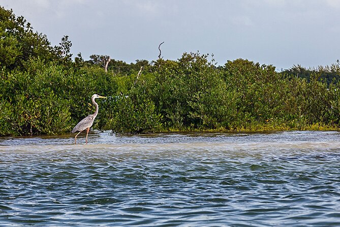 Holbox 3 Island Group Tour - Where this Holbox boat tour really shines