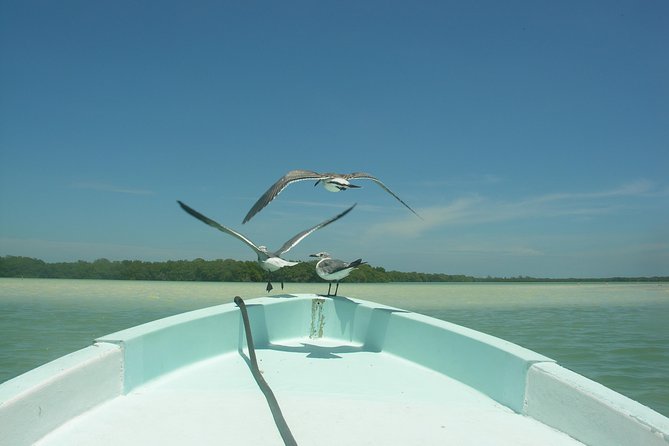 Holbox 3 Island Private Boat Tour - Yalahau Lagoon cenote swim: freshwater, legend, and the best pause in the day