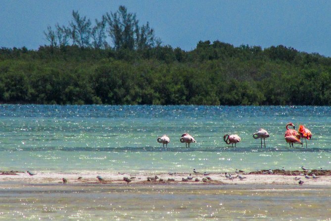 Holbox Island Tour departure from Cancun - Stop 1: Punta Mosquito (40 Minutes) for Nature Views
