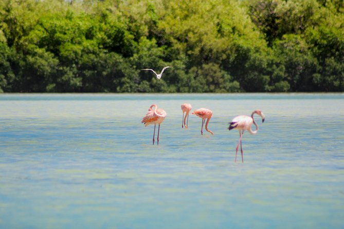 Holbox Island Tour in Mexico with Lunch - 3 hours on Isla Holbox: lunch, guided walking, then freedom time