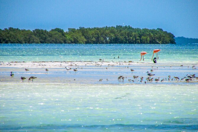 Holbox Island Tour in Mexico with Lunch - Punta Mosquito stop: your quick wildlife and beach photo session