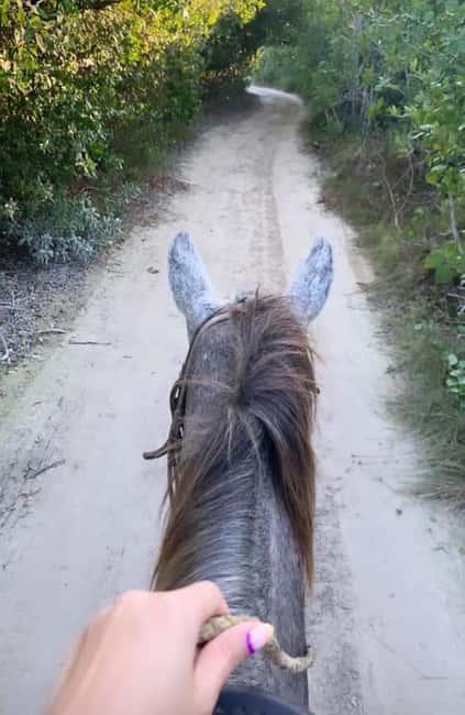 Holbox: Private Horseback Riding - Getting started: horses, safety, and what you’re allowed to do