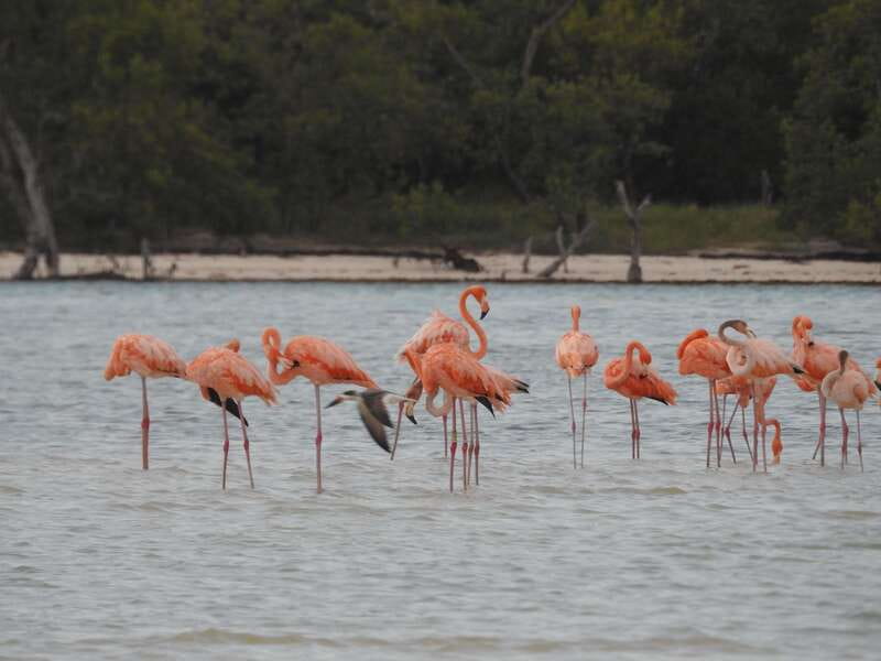 Holbox: Yum Balam Reserve Classic Boat Tour - Yum Balam Nature Reserve: what a protected cruise is really like