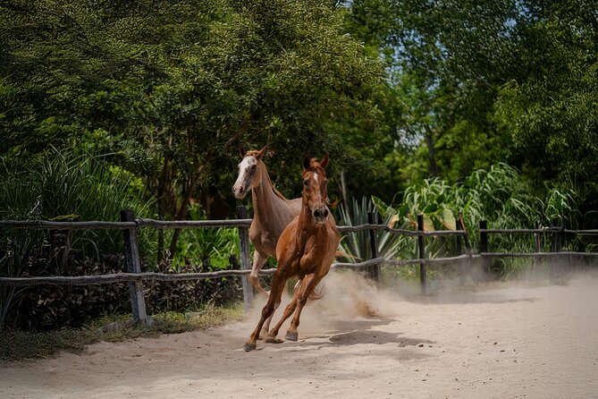 Horseback Riding and Cenote Swim from Cancun or Playa del Carmen - What to bring and how to dress for a smooth ride
