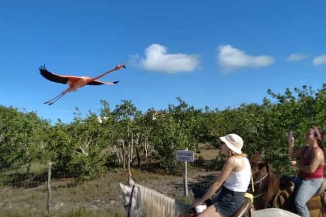 Horseback Riding on the Beaches of Holbox - Guides, Horse Care, and the Victor Factor