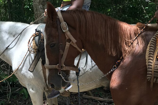 Horseback riding with ATV, zip lines and cenote, lunch and transfer - Lunch and water: simple tacos, with possible menu limits
