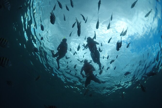 Invisible Boat Snorkeling Tour - Why a Transparent Boat Works in Cozumel
