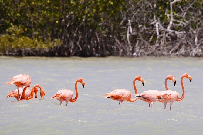 Isla Columpios and Progreso Day Trip - Getting picked up at 7:00 am, without losing your morning