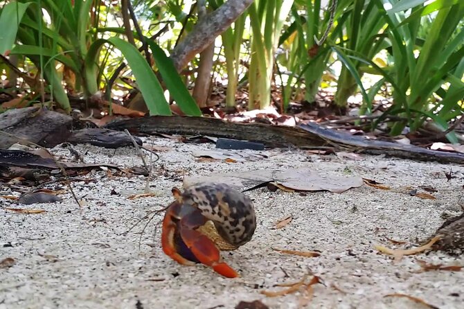 Isla Contoy and Isla Mujeres Tour with Snorkeling from Cancun - Snorkeling at Ixlache Reef: the reef is real, but conditions control the outcome