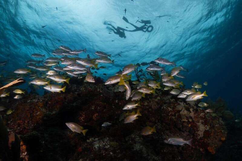 Isla Mujeres: Snorkel Tour at Musa and Manchones Reef - Key highlights to know before you go