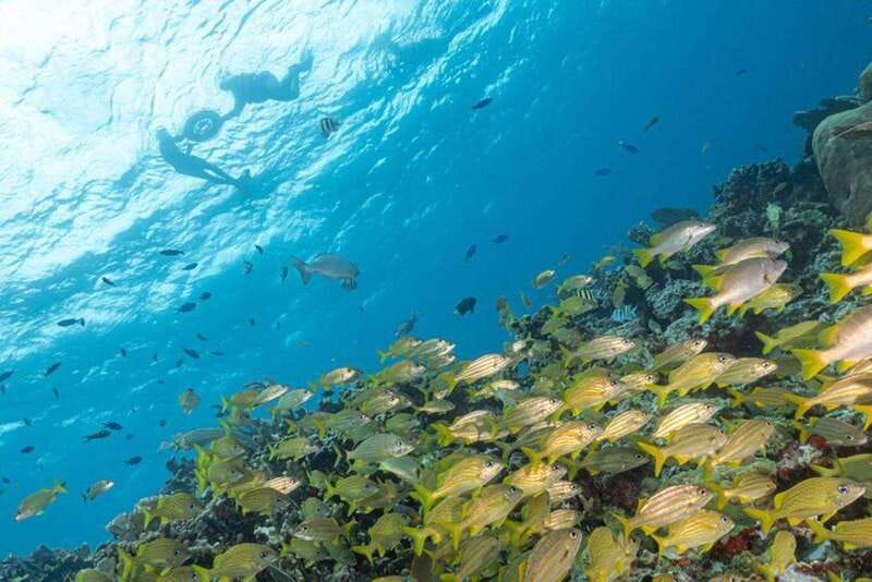 Isla Mujeres: Snorkel Tour at Musa and Manchones Reef - Musa Underwater Museum: a sculpture walk you can control