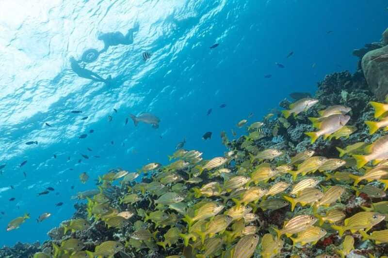 Isla Mujeres: Snorkel Tour at Musa and Manchones Reef - Price and extra fees: is it good value at $50?