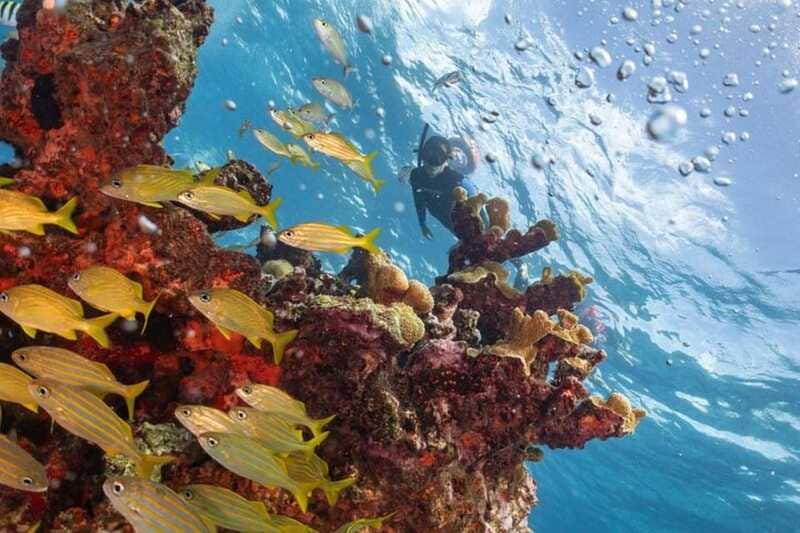 Isla Mujeres: Snorkel Tour at Musa and Manchones Reef - Who this tour suits best, and who should rethink it