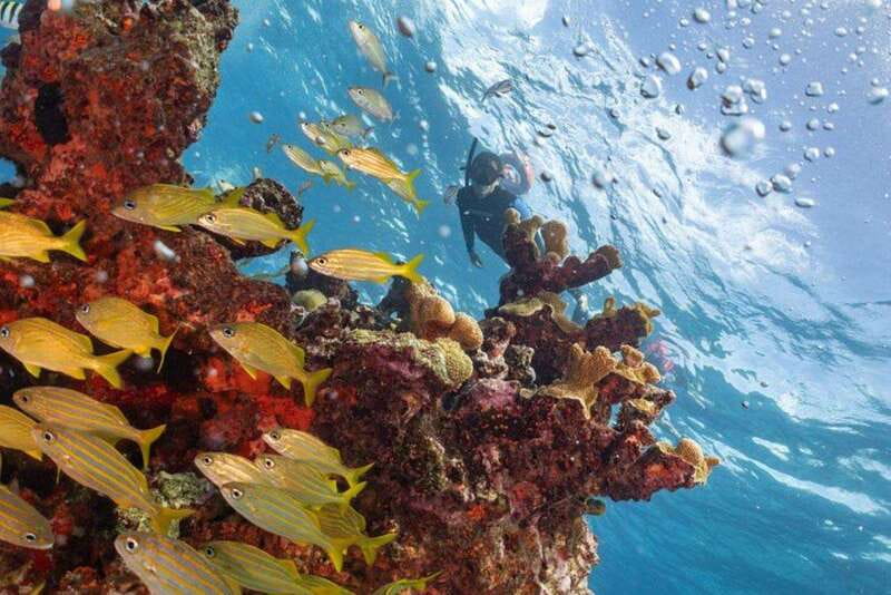 Isla Mujeres: Snorkel Tour at Musa and Manchones Reef - Manchones Natural Reef: where the wildlife steals the show