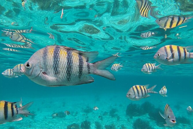 Isla Mujeres Snorkeling Adventure at the Underwater Museum - Meeting at Señor Frogs: what 10:30 am sets you up for