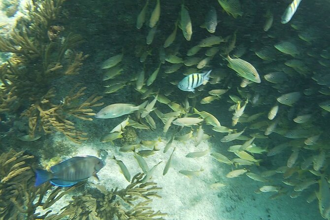 Isla Mujeres Snorkeling Adventure at the Underwater Museum - Safety at sea: currents, jumping in, and why motion sickness prep helps