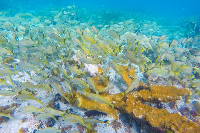 Isla Mujeres Snorkeling Tour Adventure - Should You Book This Isla Mujeres Snorkeling Tour?