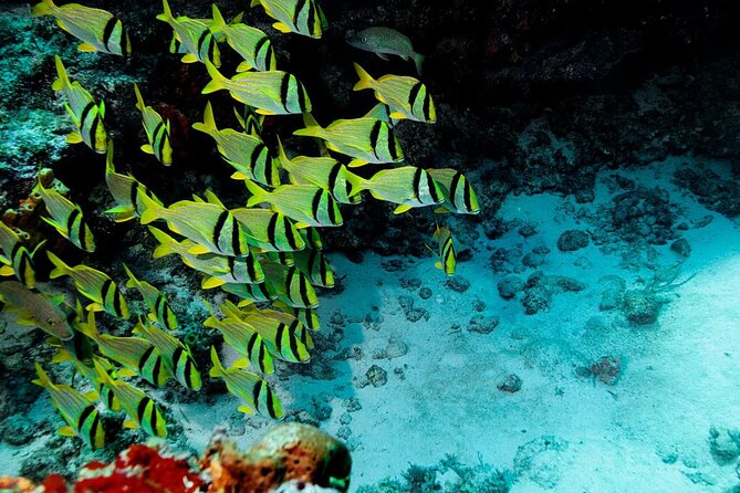 Jungle Jeep Adventure to Mayan Caves, Cenote and Snorkel - Key things to know before you book