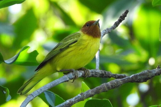Kayak adventure through Laguna Nichupté in Cancun - Bird Tree stop and early-morning birdwatching mindset