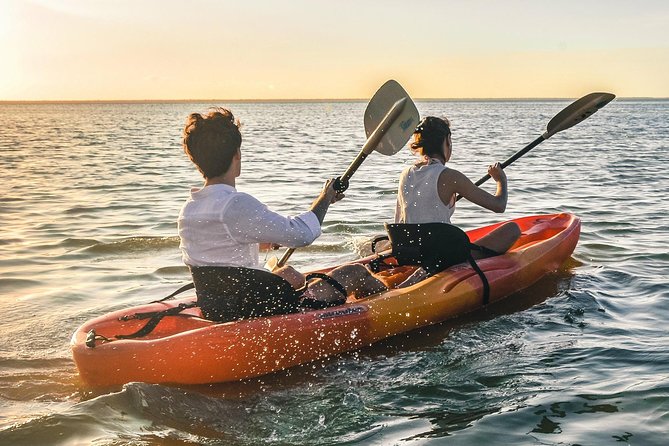 Kayak adventure through Laguna Nichupté in Cancun - Mangroves matter: the forest birth and reef connection